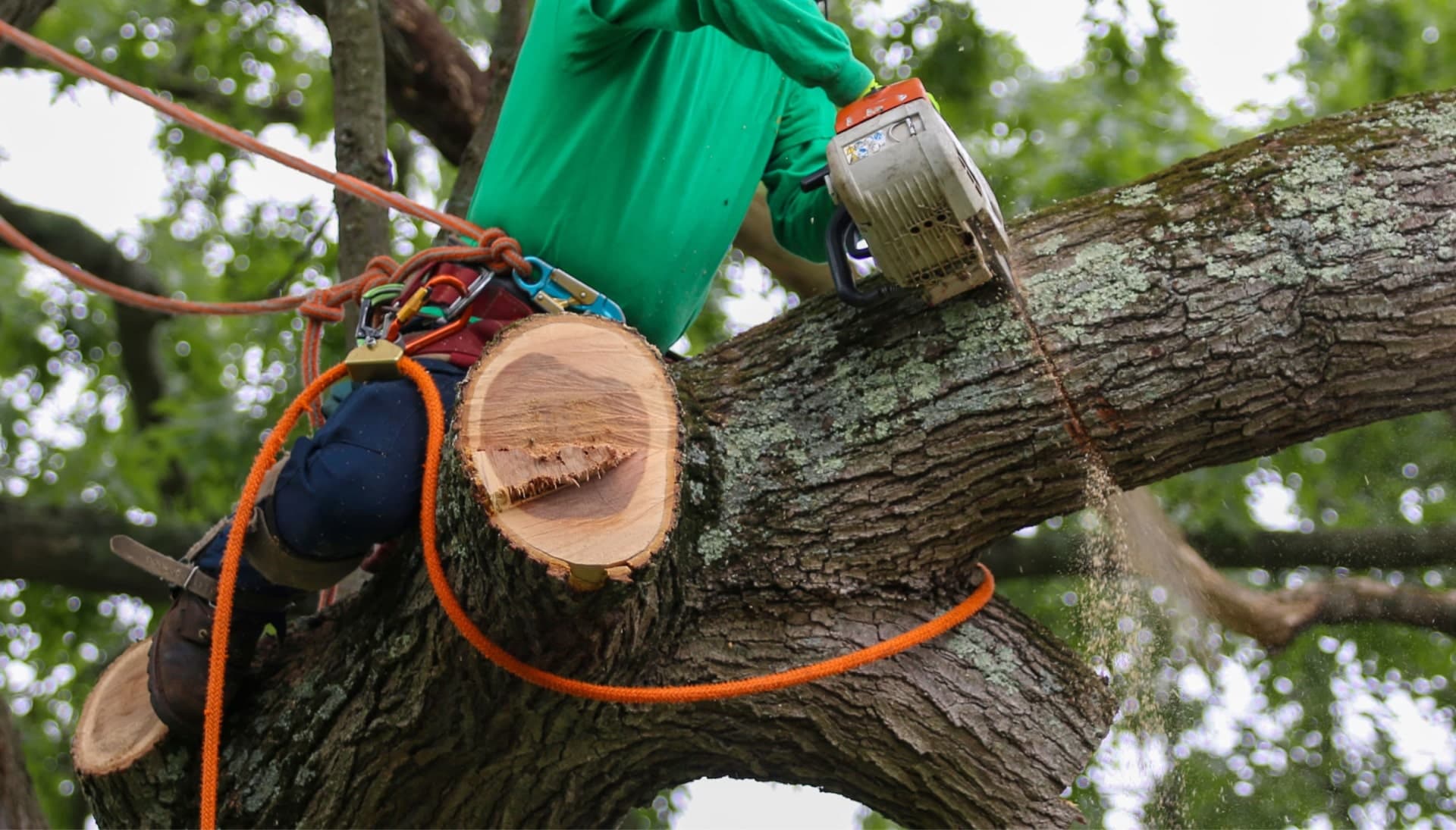 Shed your worries away with best tree removal in Greenville