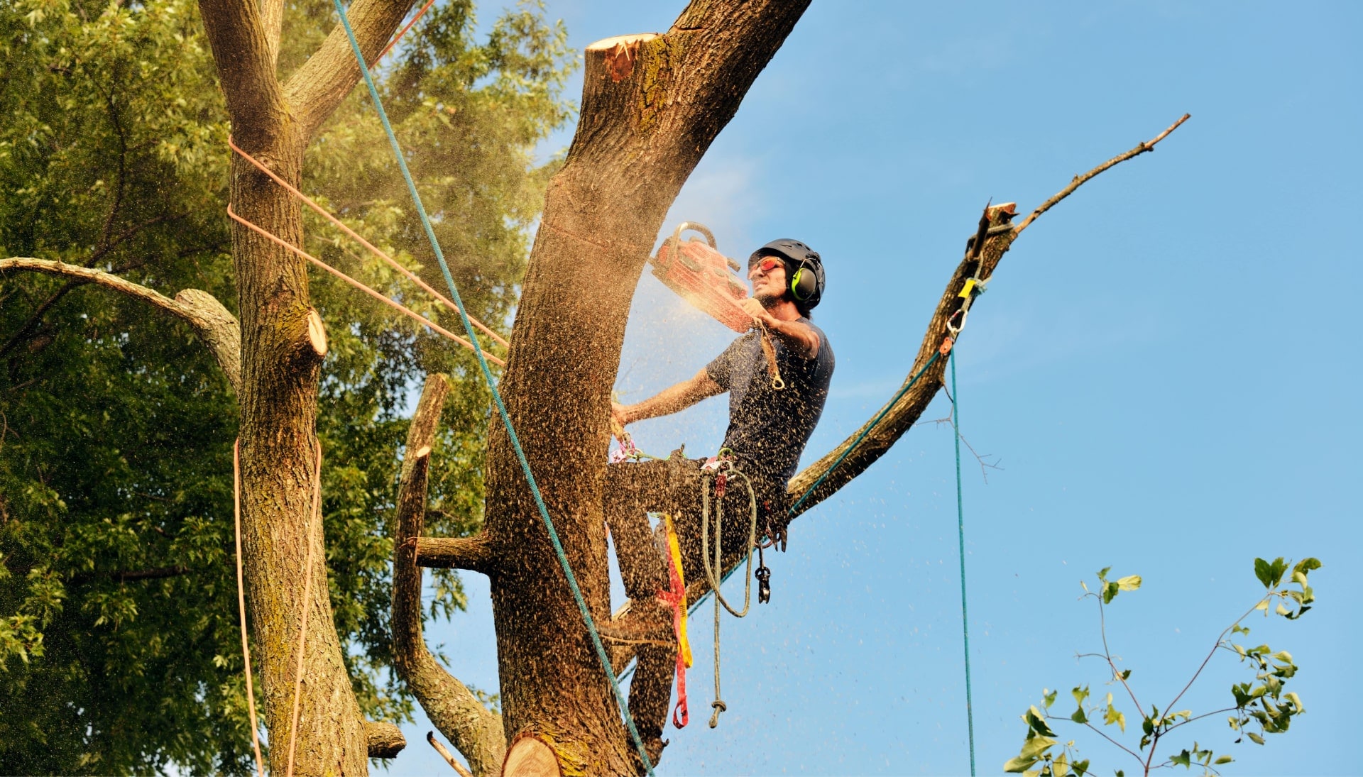 Get rid of tree problems with the expert tree removal contractors in Greenville