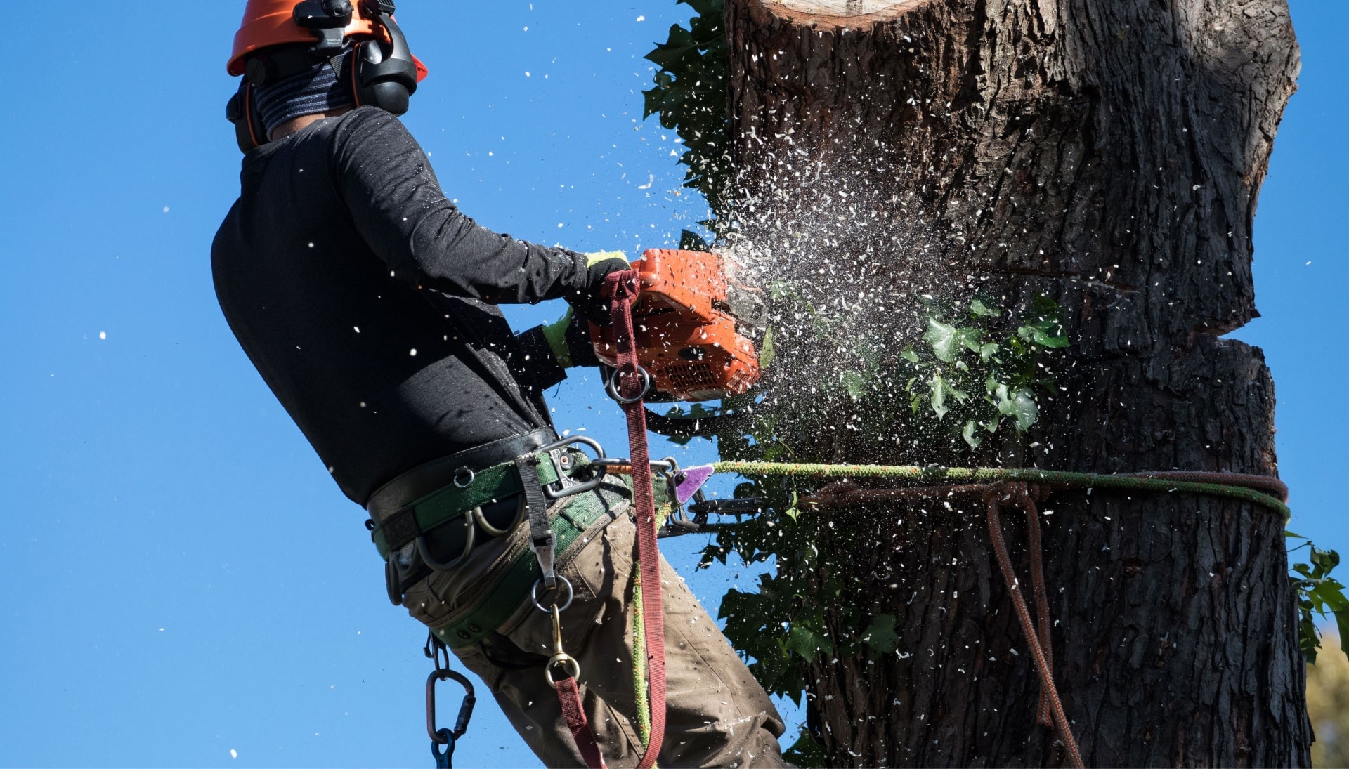 Professional Tree removal solutions in Greenville